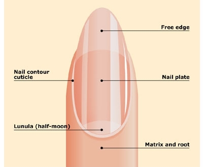 Jaki kształt paznokci wybrać?